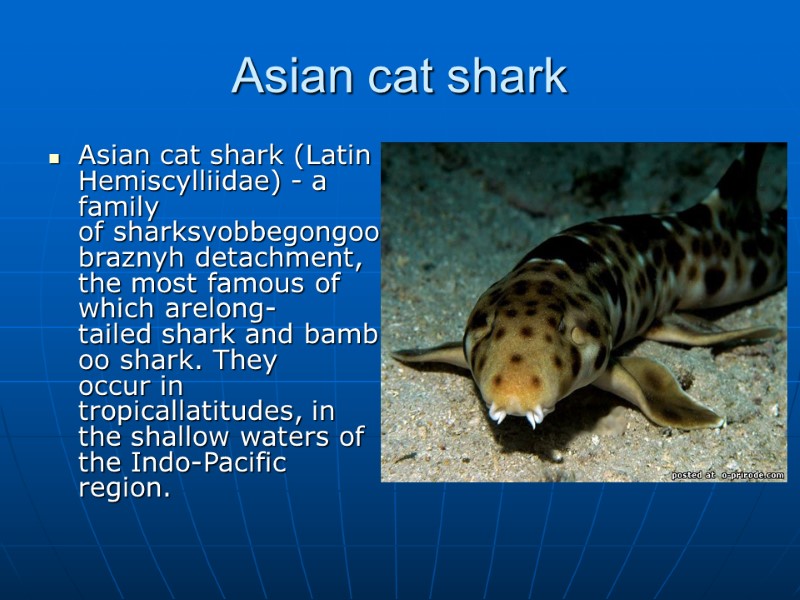 Asian cat shark  Asian cat shark (Latin Hemiscylliidae) - a family of sharksvobbegongoobraznyh